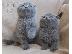 PoulaTo: Εκπληκτικό Scottish Fold Tica Kitten Ready